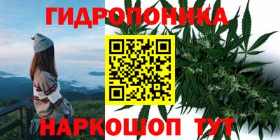 крисы Кулебаки